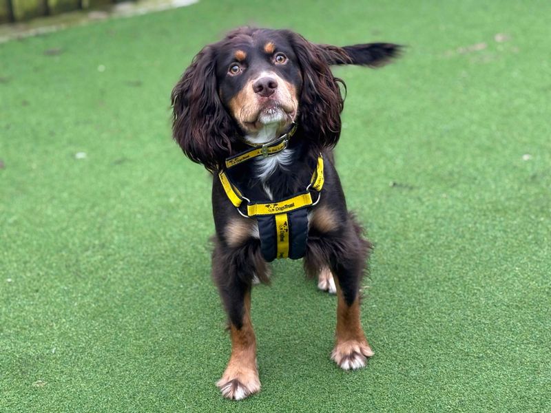 Chocco - Image 6 of 6