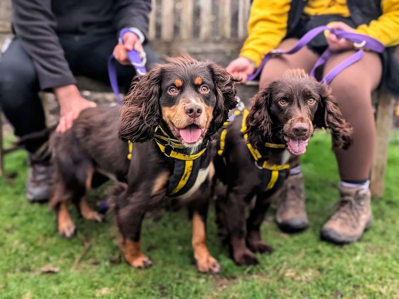 Springer Spaniel Dogs And Puppies For Adoption