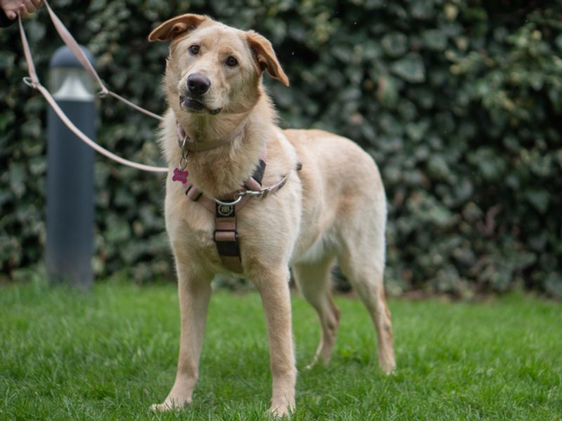 Narla, a 9 months old female German Shepherd available for adoption from Dogs Trust in Kenilworth, Warwickshire