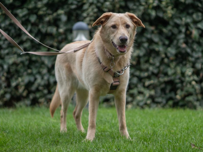 Narla - Image 2 of 3