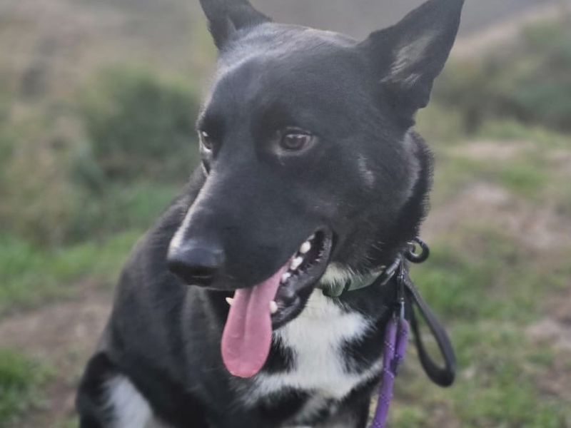 Siberian Husky Dogs And Puppies For Adoption