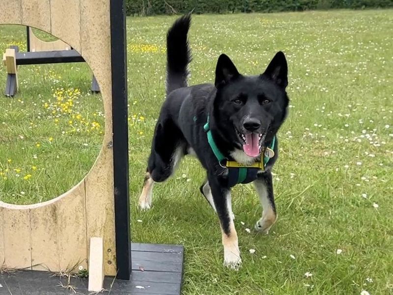 Alfie | German Shepherd Dog Cross | Salisbury (Wiltshire) - 2