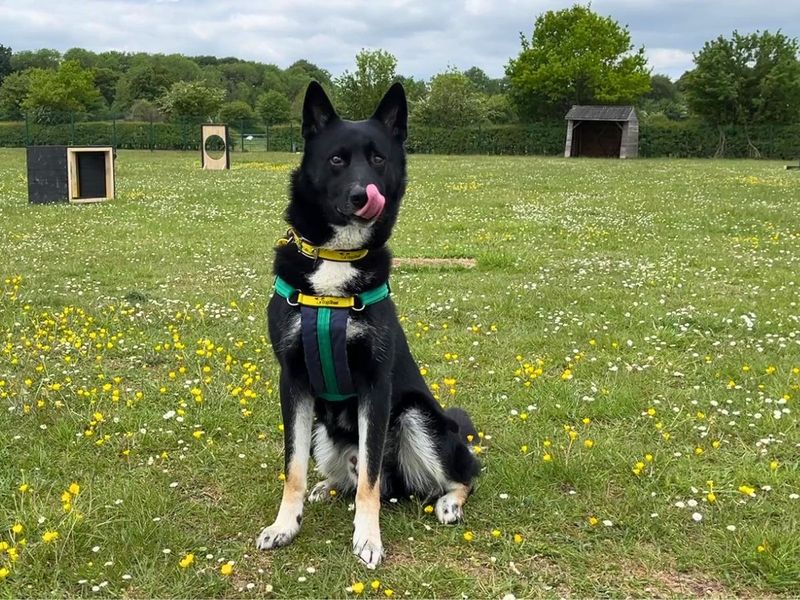 Alfie | German Shepherd Dog Cross | Salisbury (Wiltshire) - 3