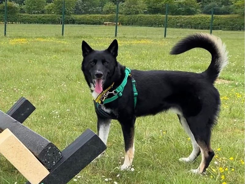 Alfie | German Shepherd Dog Cross | Salisbury (Wiltshire) - 4