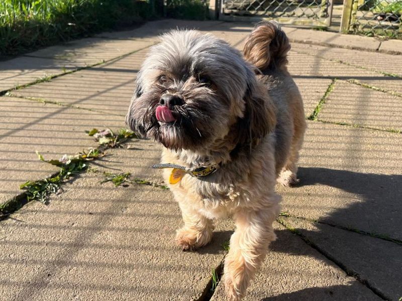 Lara | Lhasa Apso | West Calder (Edinburgh) - 1