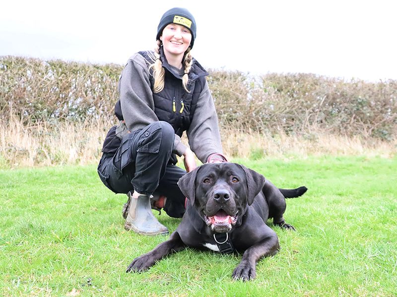 American Bulldog Dogs And Puppies For Adoption