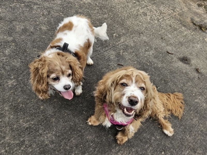 Missy & Honey - Image 3 of 3