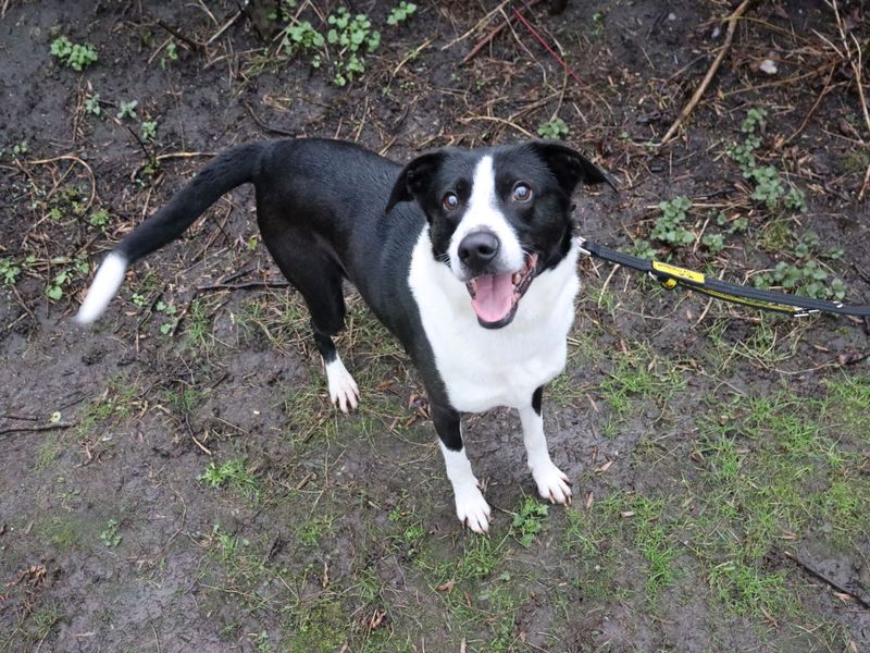 Tye | Collie (Border) Cross | Glasgow - 1