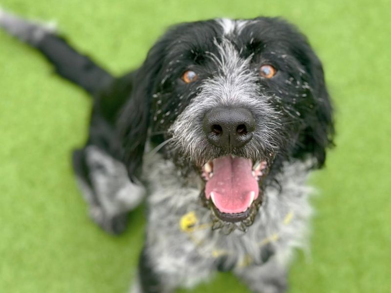 undefined | Pointer (German Wirehaired) Cross | undefined - 2