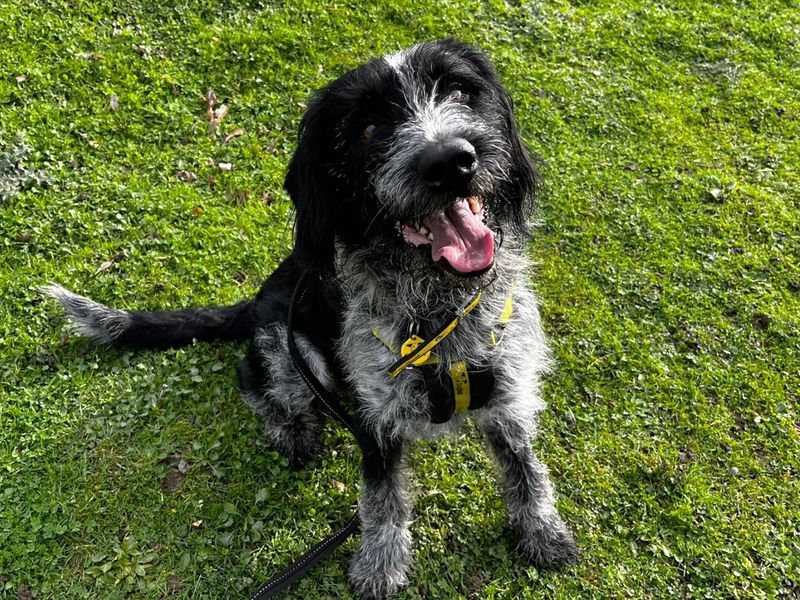undefined | Pointer (German Wirehaired) Cross | undefined - 3