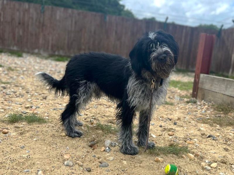 Jim | Pointer (German Wirehaired) Cross | Canterbury - 4
