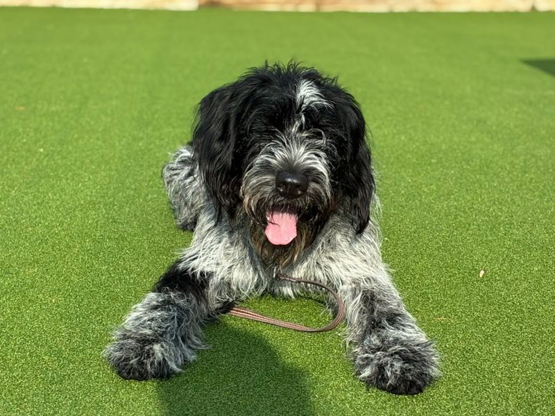 Jim | Pointer (German Wirehaired) Cross | Canterbury - 5