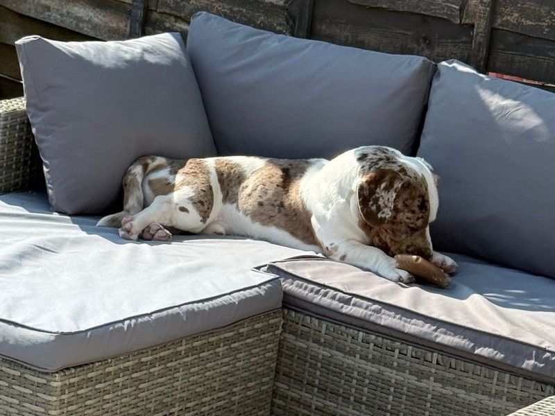 undefined | Dachshund (Miniature Smooth Haired) Cross | undefined - 3