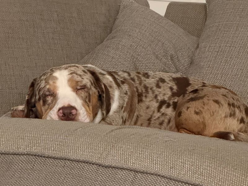 Stanley - Image 2 of 2