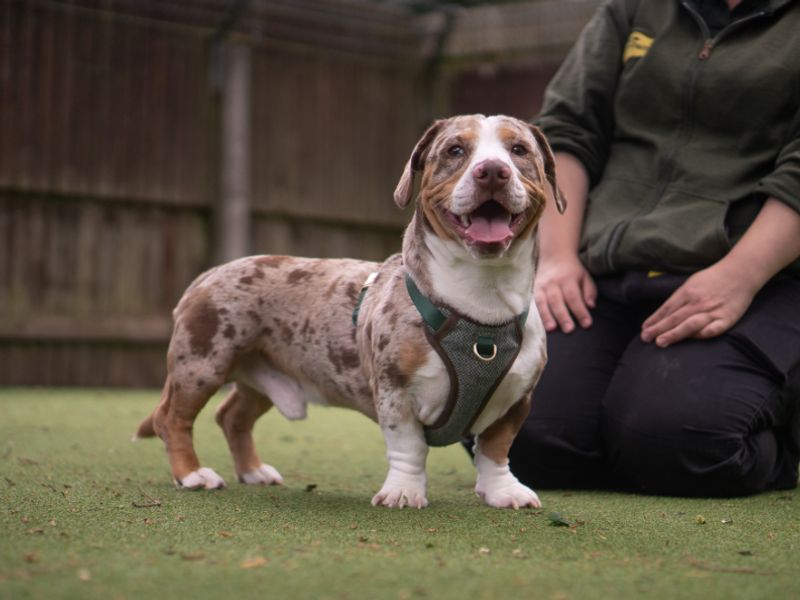 Stanley | Dachshund (Miniature Smooth Haired) Cross | Kenilworth (West Midlands) - 3