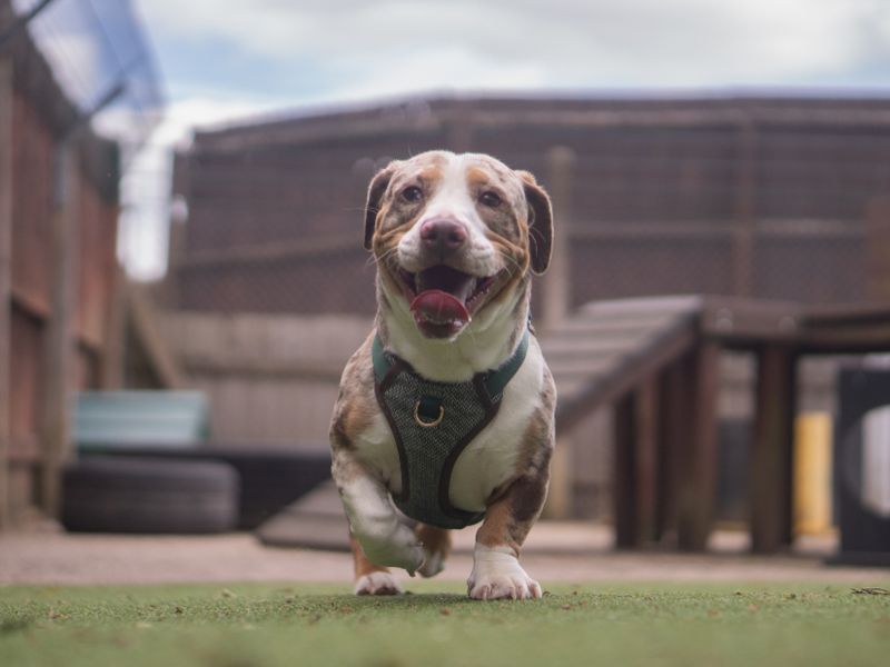 Stanley | Dachshund (Miniature Smooth Haired) Cross | Kenilworth (West Midlands) - 4