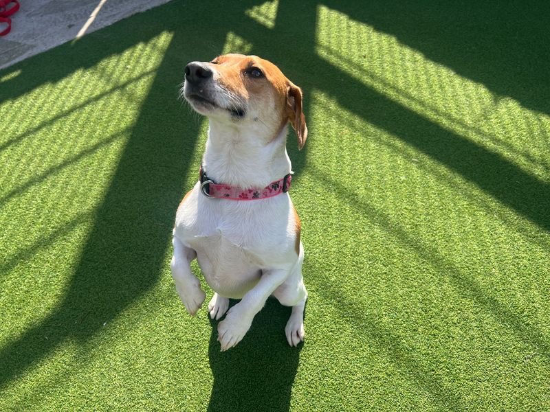 Winifred | Terrier (Jack Russell) | Cardiff - 1