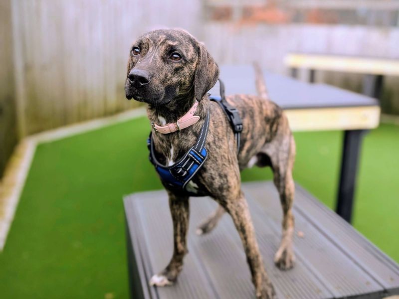 Staffordshire Bull Terrier Dogs And Puppies For Adoption