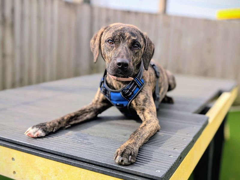 Meerkat - Image 4 of 6