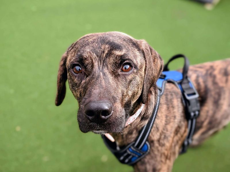 Meerkat - Image 2 of 6