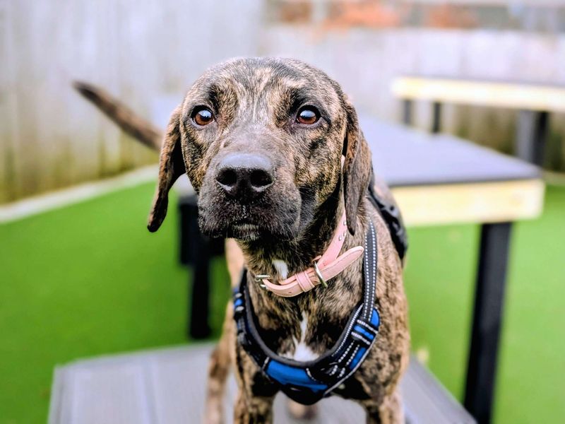 Meerkat - Image 6 of 6