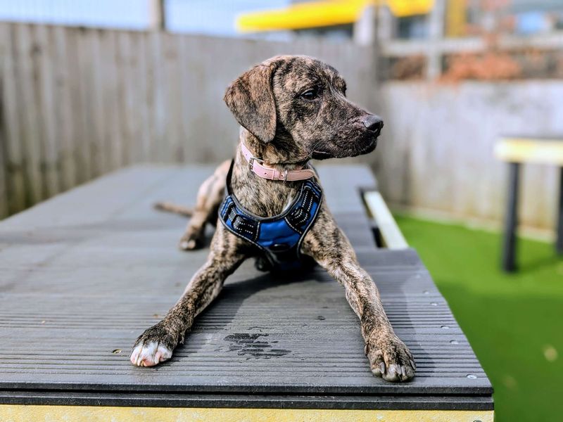 Meerkat - Image 5 of 6