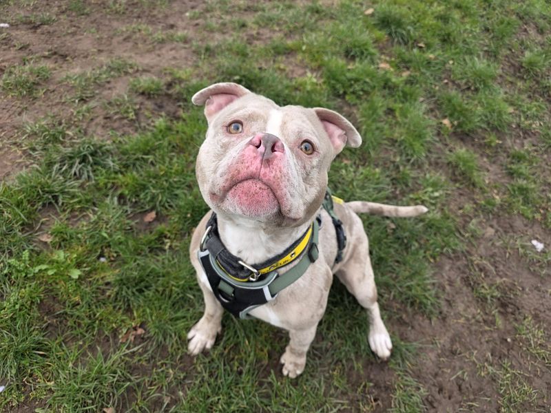 Fennec Fox | American Bully Pocket | Cardiff - 1