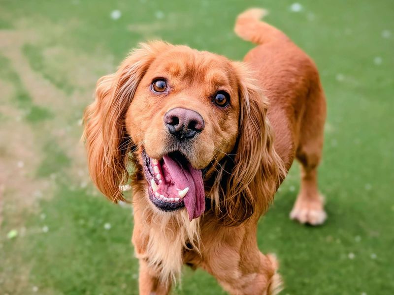 Goat, a 4 years old male Cocker Spaniel available for adoption from Dogs Trust in Splott, Wales