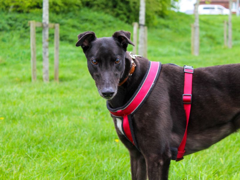 Greyhound Dogs And Puppies For Adoption