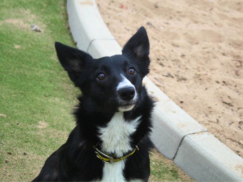 undefined | Collie (Border) | undefined - 4