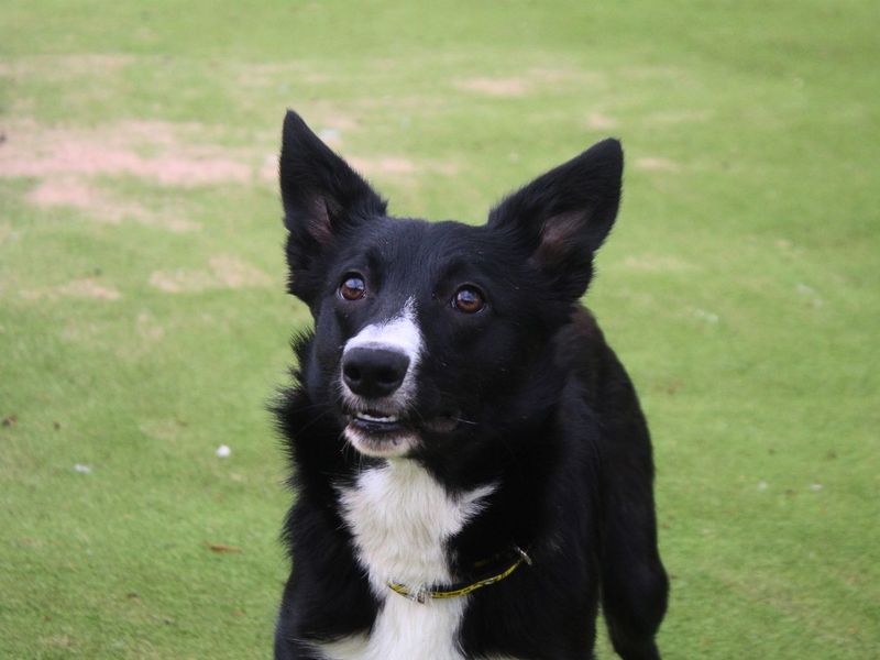 undefined | Collie (Border) | undefined - 5