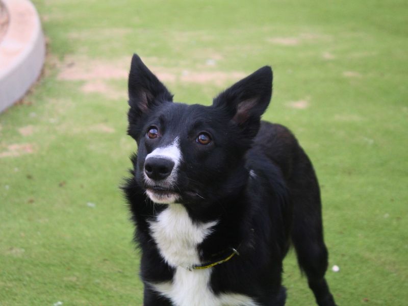 undefined | Collie (Border) | undefined - 6