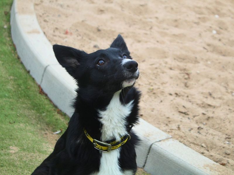 undefined | Collie (Border) | undefined - 2