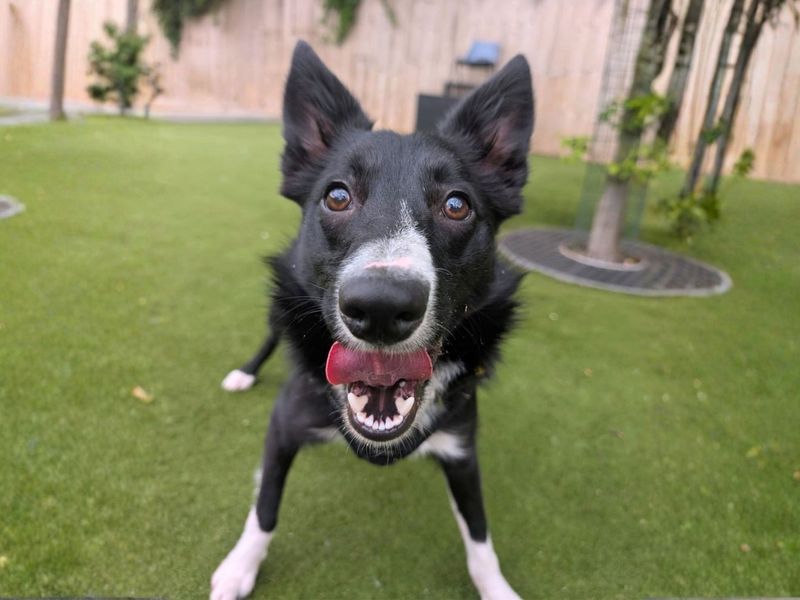 Benson | Collie (Border) | Manchester - 1