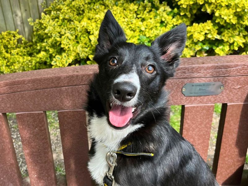 Benson | Collie (Border) | Manchester - 4