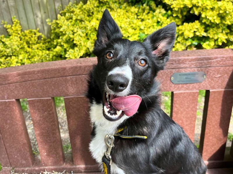 Benson | Collie (Border) | Manchester - 7