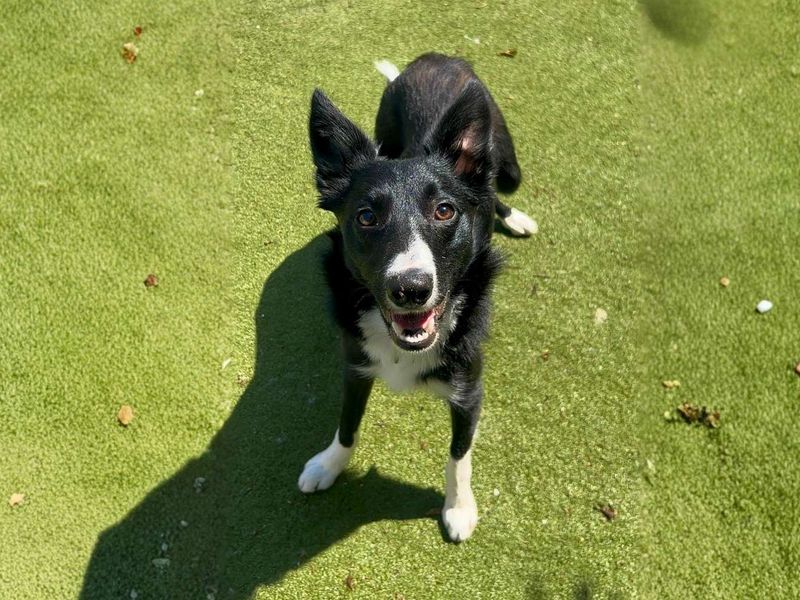 Benson | Collie (Border) | Manchester - 11