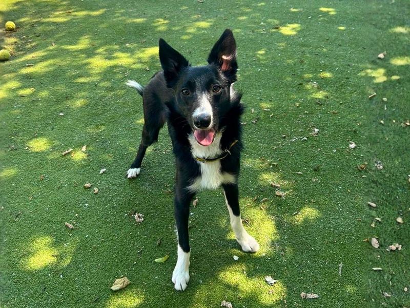 Benson | Collie (Border) | Manchester - 2