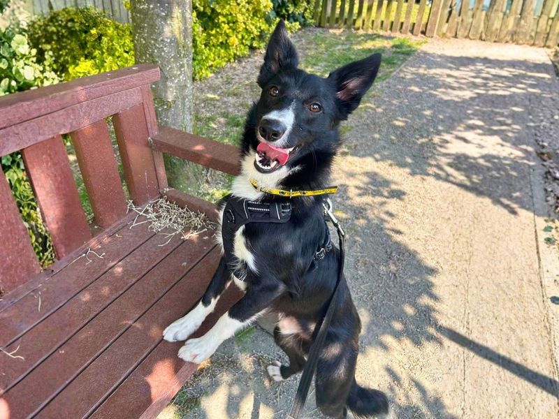 Benson | Collie (Border) | Manchester - 8