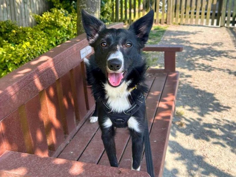Benson | Collie (Border) | Manchester - 5