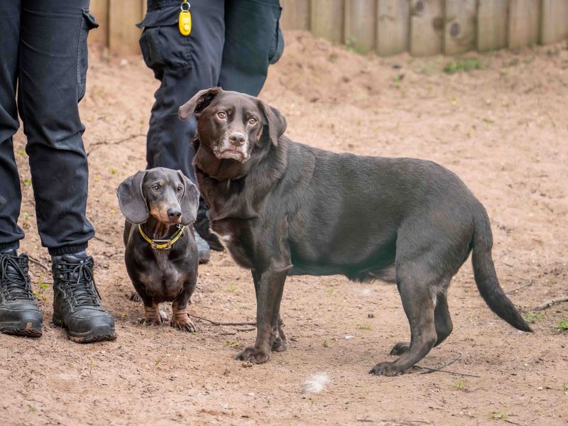 Lottie | Retriever (Labrador) | Loughborough - 1