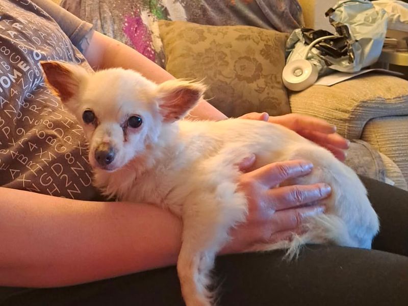 Pixie - Image 2 of 2