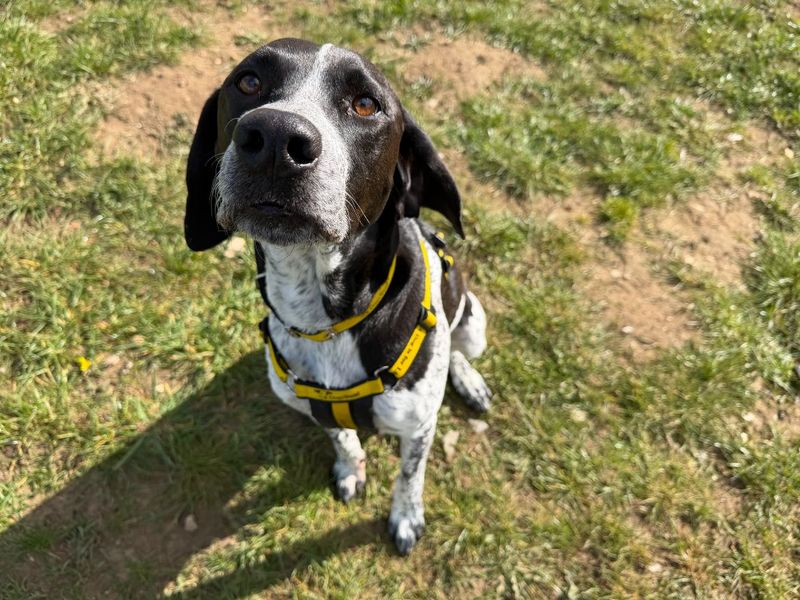 Goose | Pointer Cross | Snetterton (Norfolk) - 1