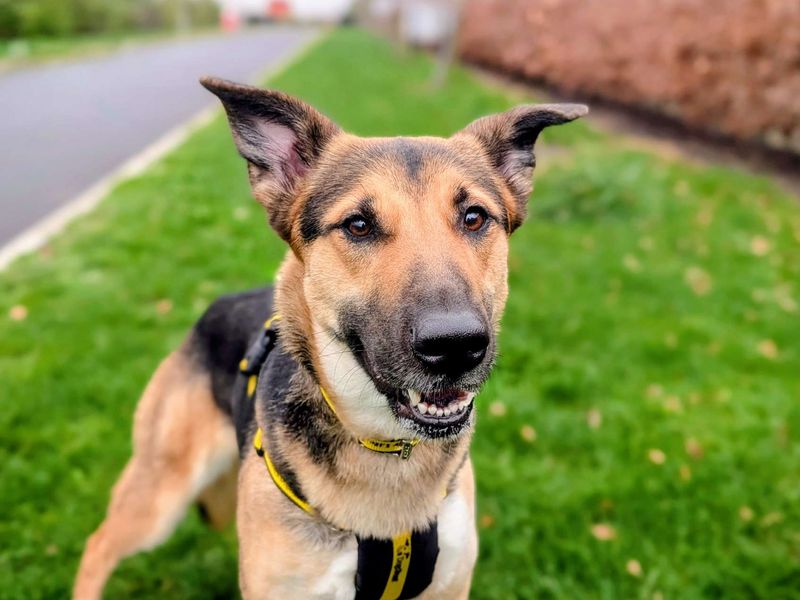 Stella | German Shepherd Dog | Cardiff - 1