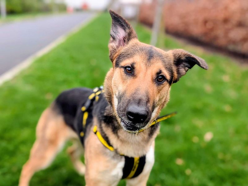 Stella - Image 2 of 5