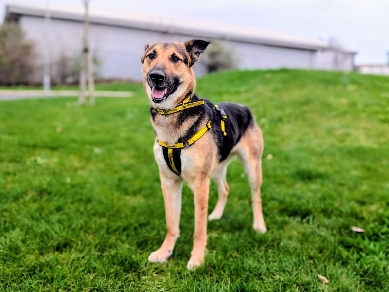 Stella - Image 4 of 5