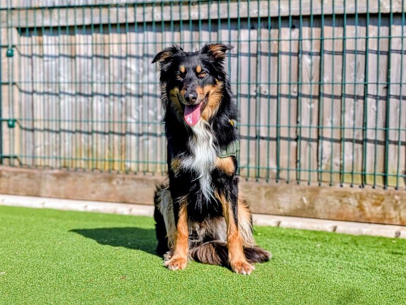 Shep, a 4 years old male Australian Shepherd available for adoption from Dogs Trust in Wales