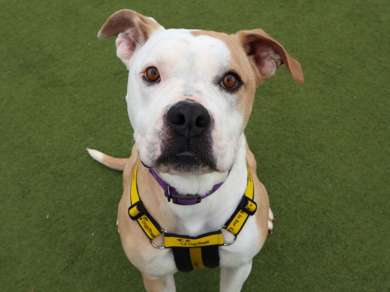 Tulip - Image 2 of 2