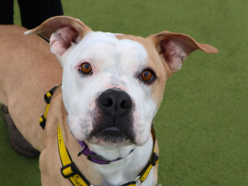Tulip | Boxer Cross | Harefield West London - 1