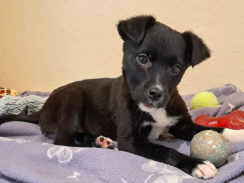 Patrick | Collie (Border) Cross | Ballymena (Northern Ireland) - 1